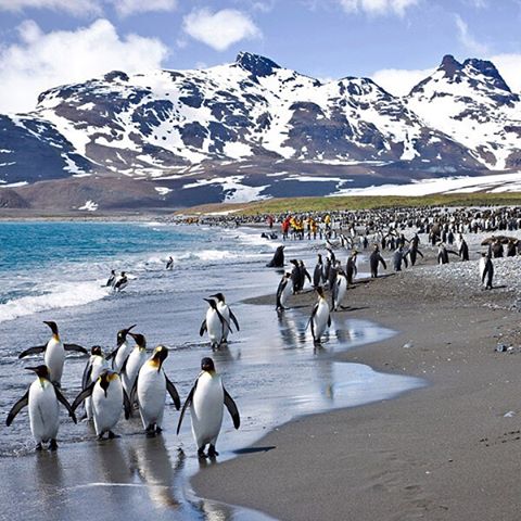 voyage antarctique