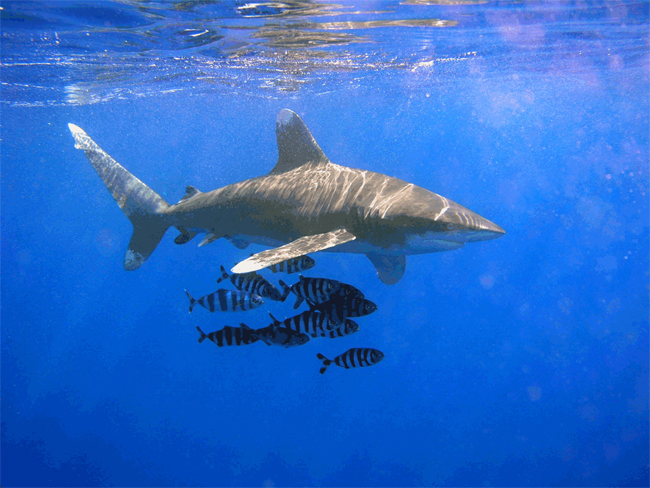 requin blanc